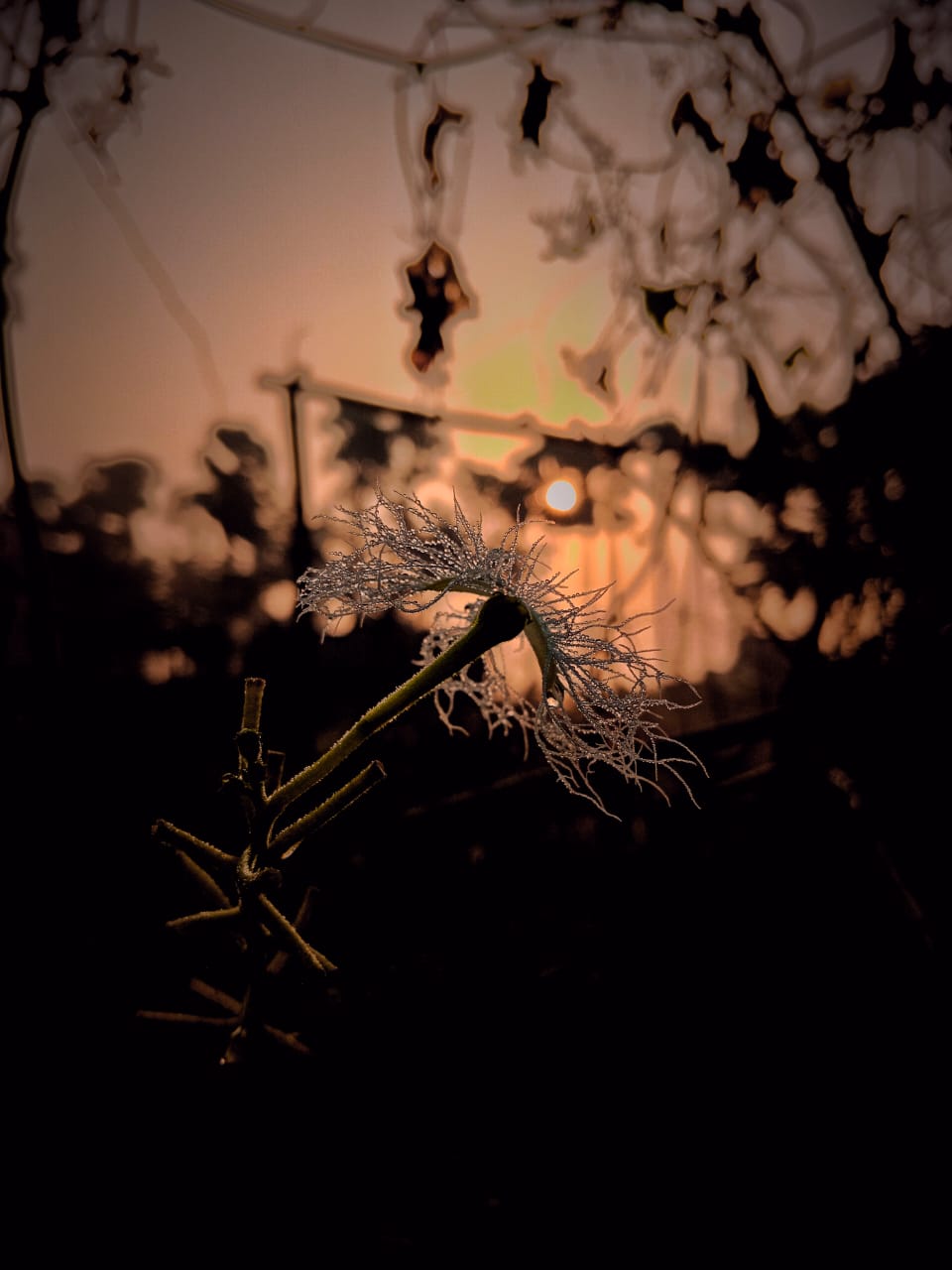 A Whisper of Light – Capturing Nature’s Subtle Beauty