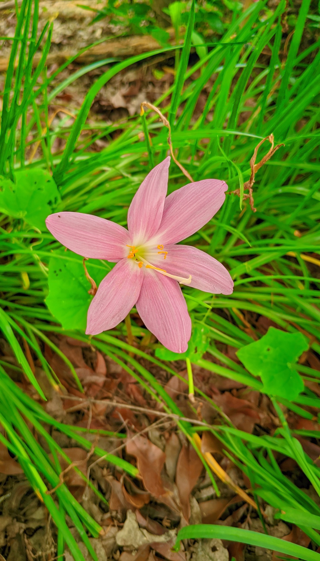Naram Gulabi Baarish Ka Phool (Rain Lily) Hari Ghaas Mein
