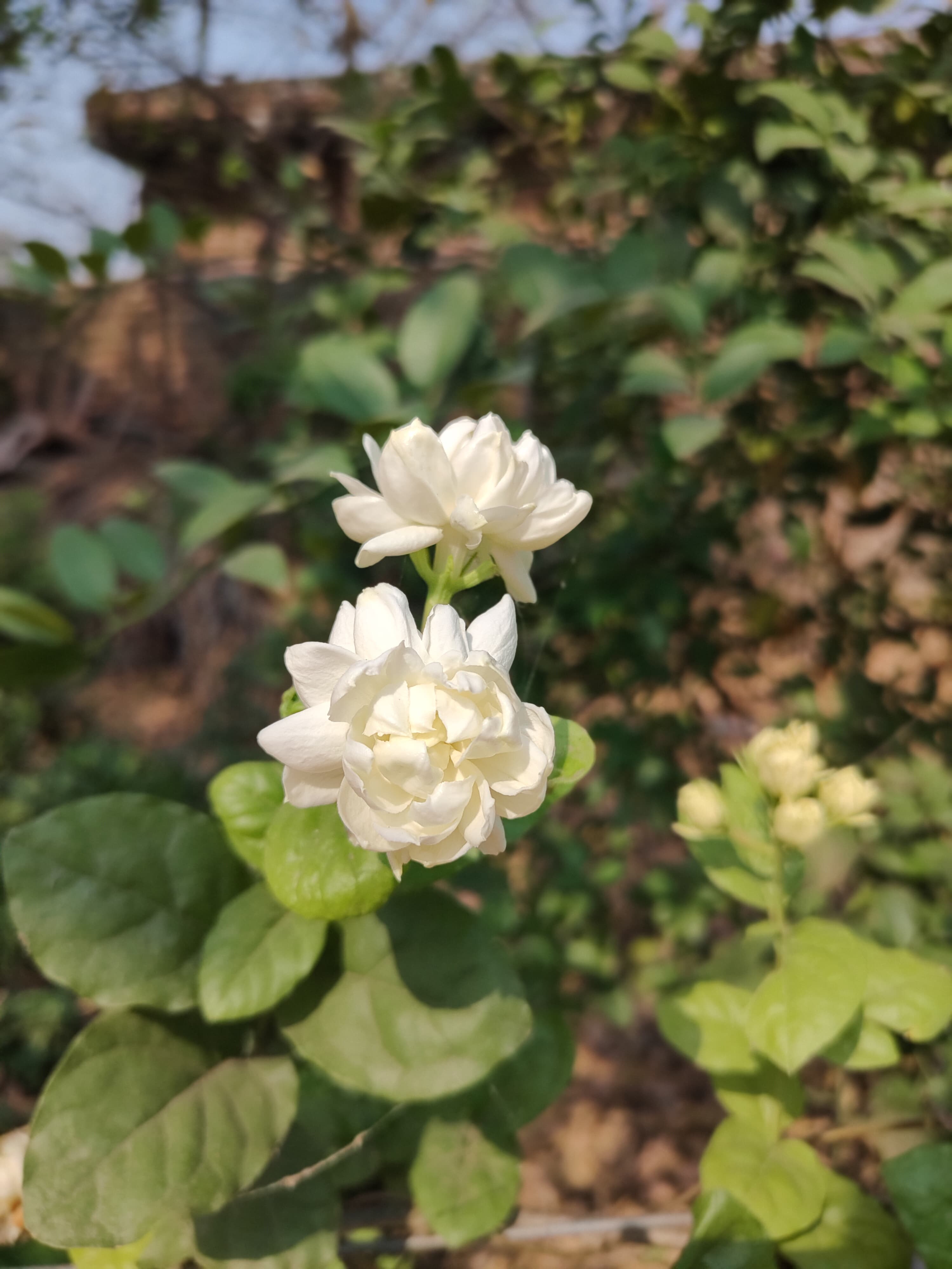 Fragrant White Double Jasmine Flowers in Sunlight
