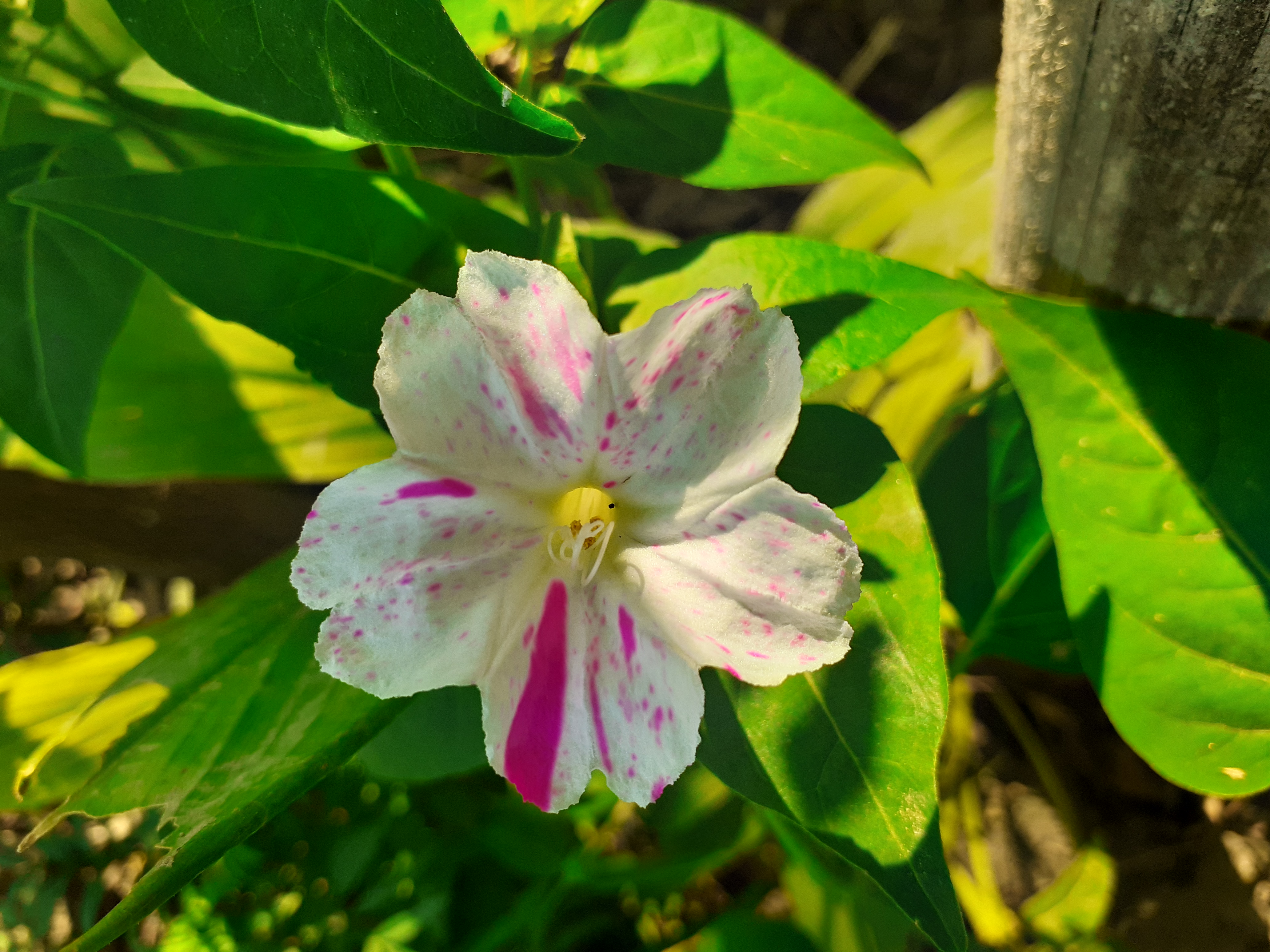 Speckled Pink and White Flower