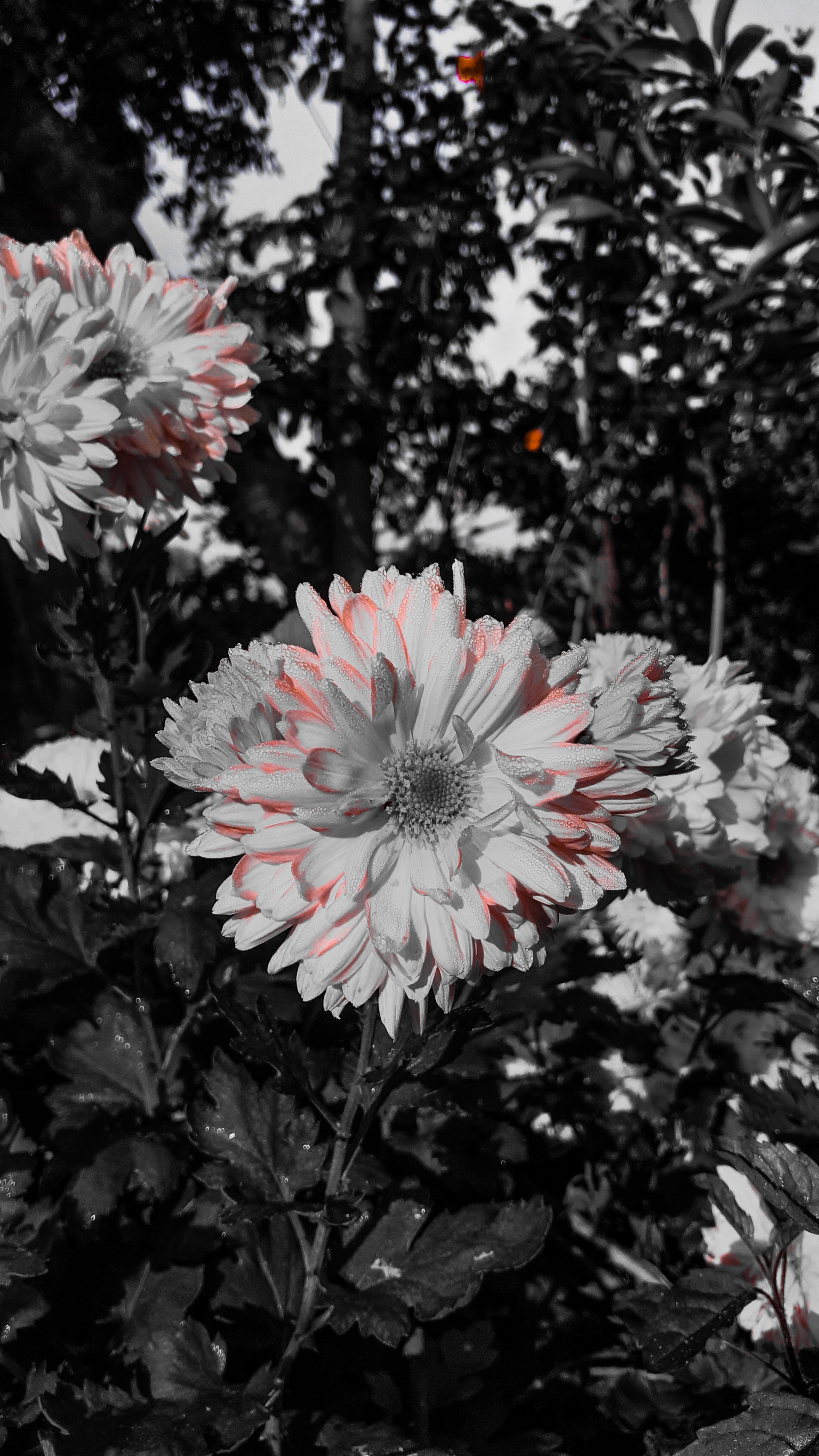 Selectively Colored Chrysanthemum Bloom