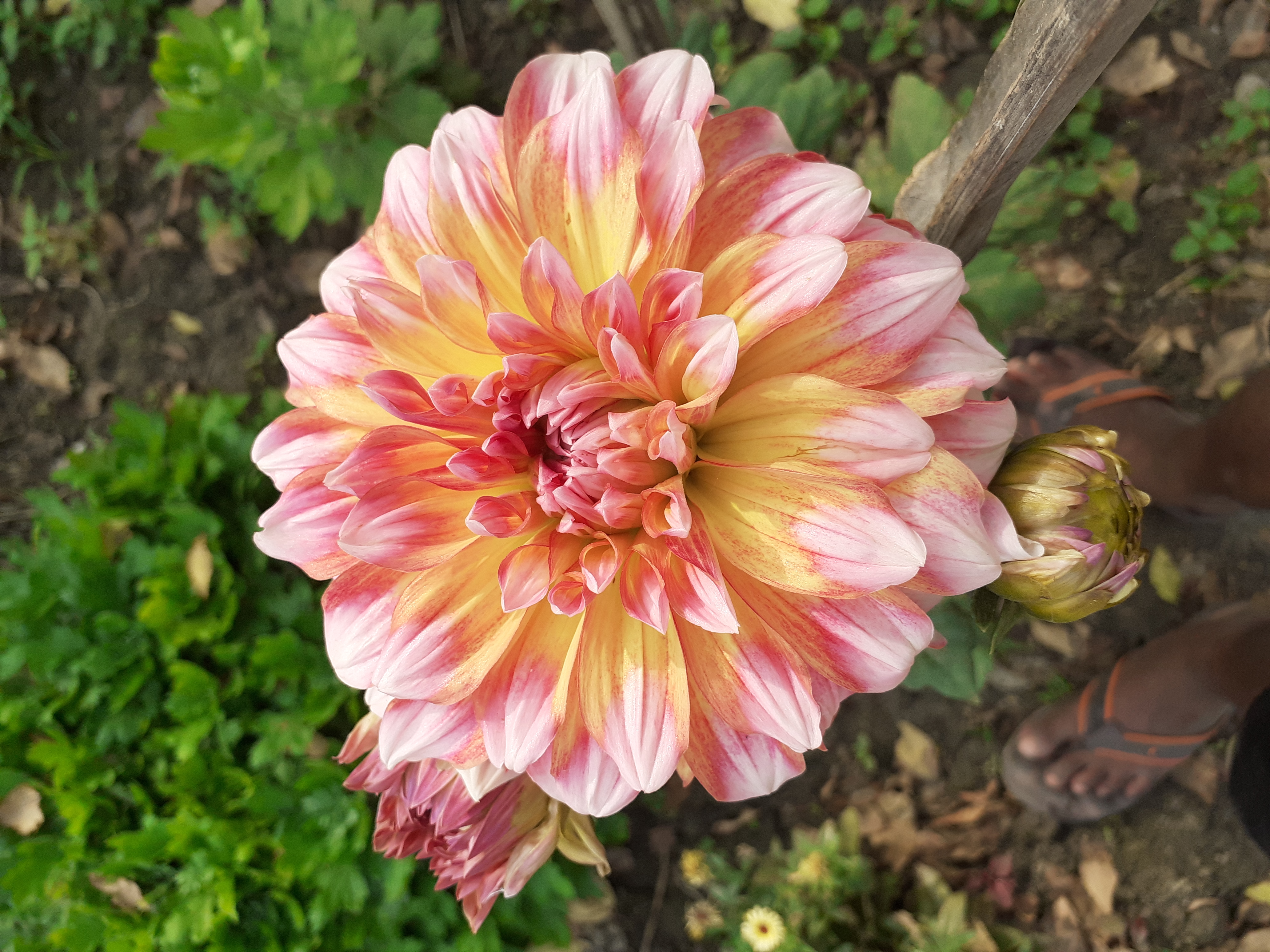 Vibrant Red-Orange Dahlia with Selective Color Background
