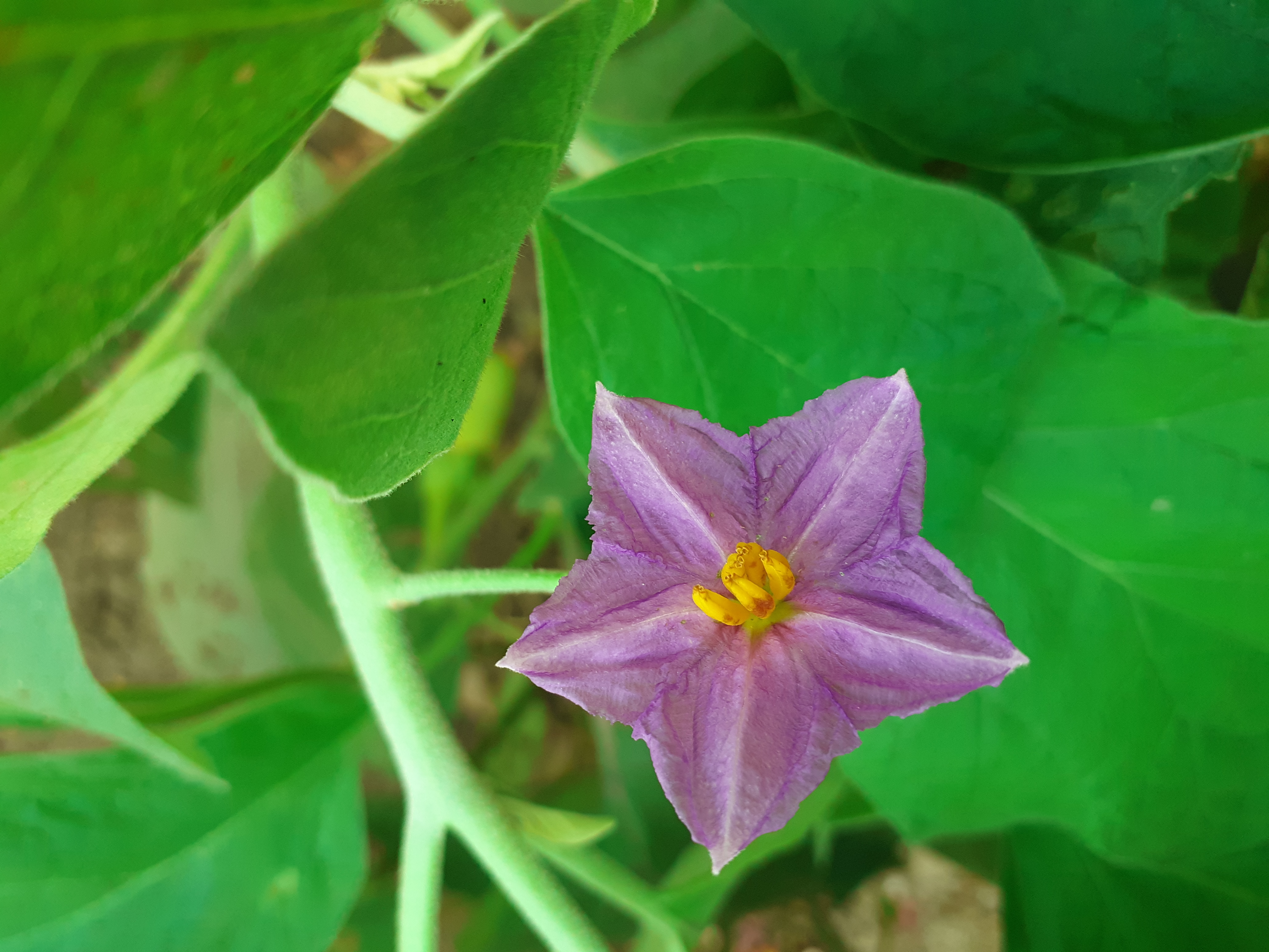 Purple Star-Shaped Eggplant Flower