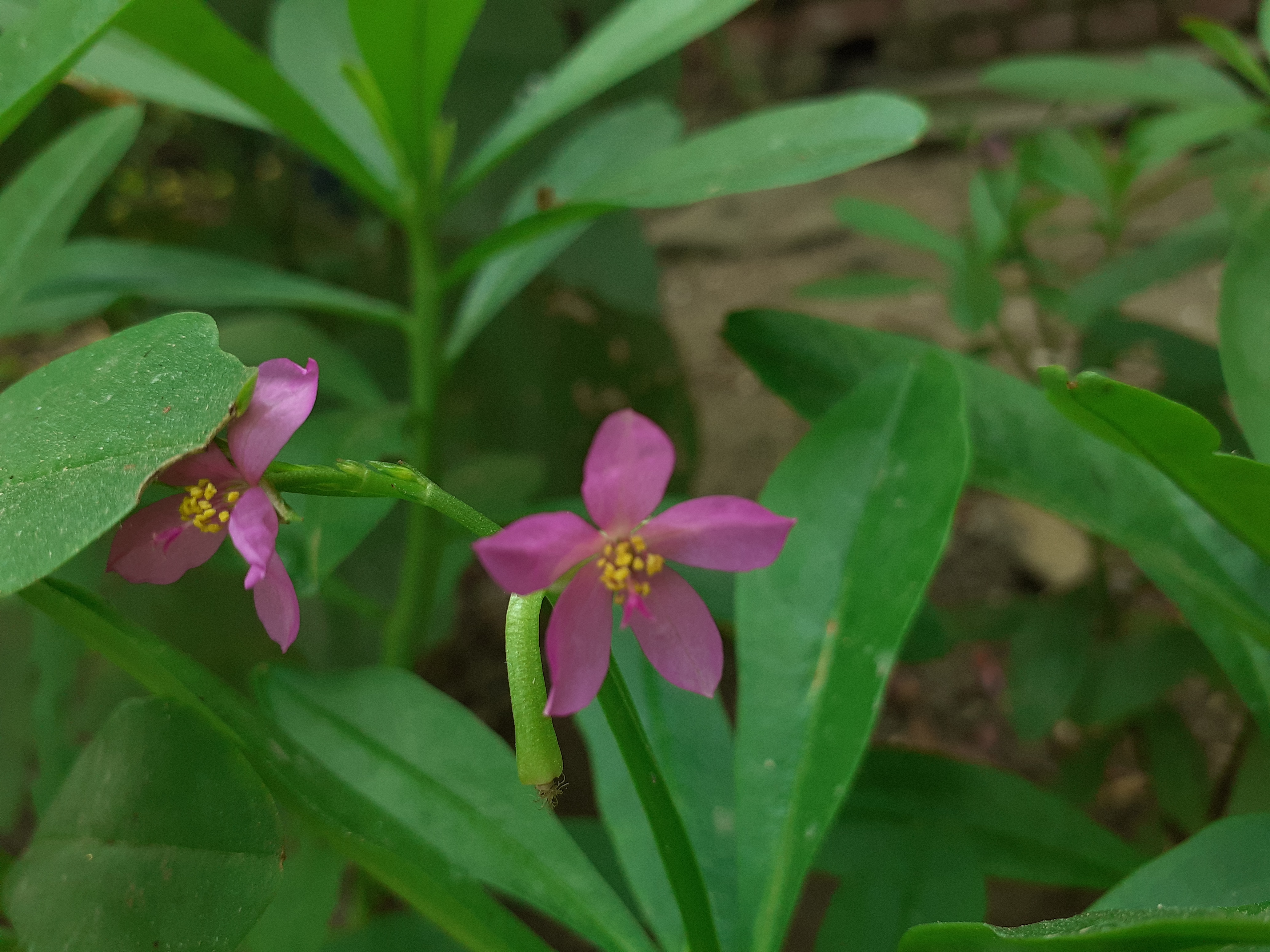 Pair of Magenta Five-Petal Flowers