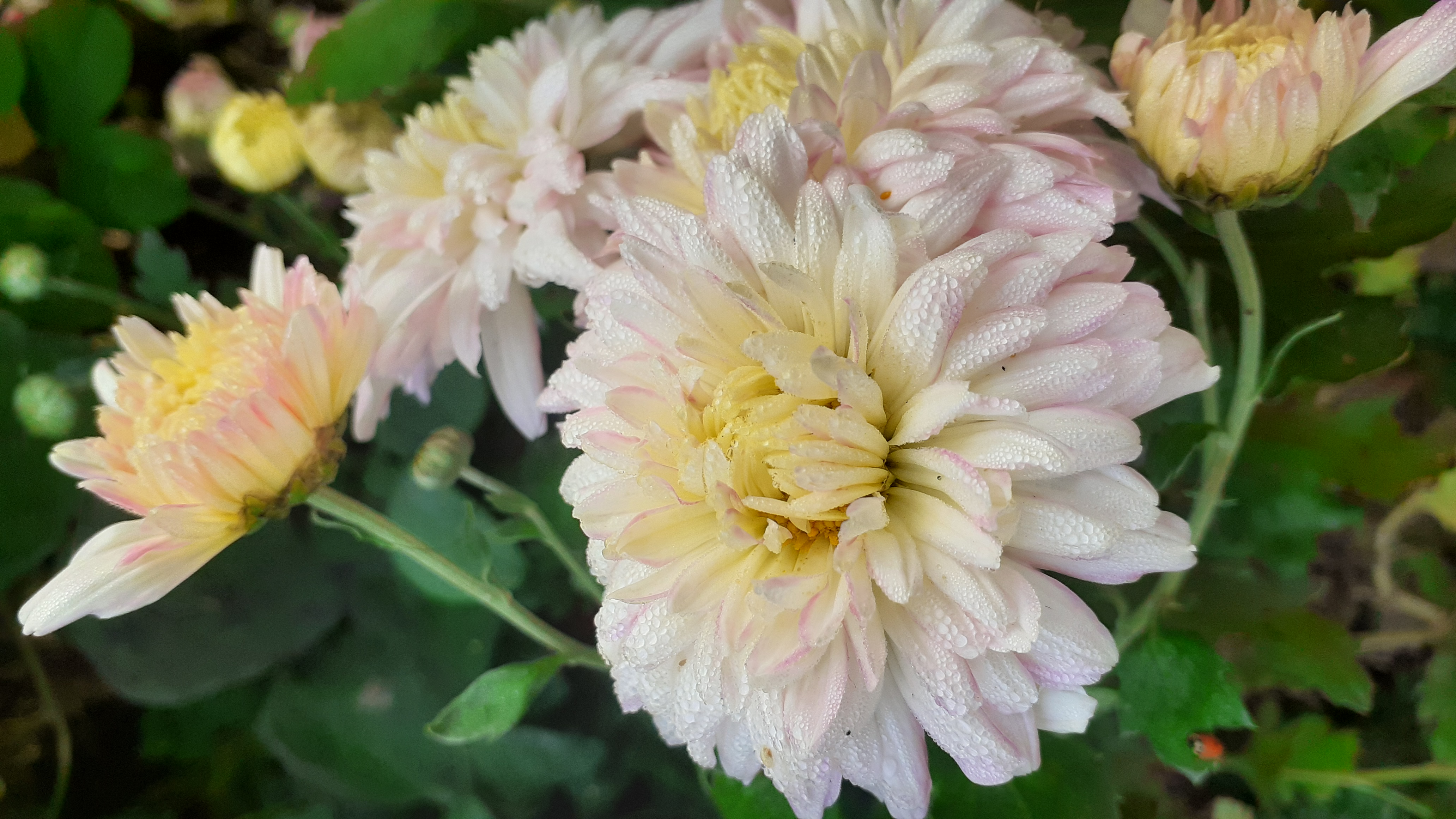 Dew-Covered White and Pink Chrysanthemums