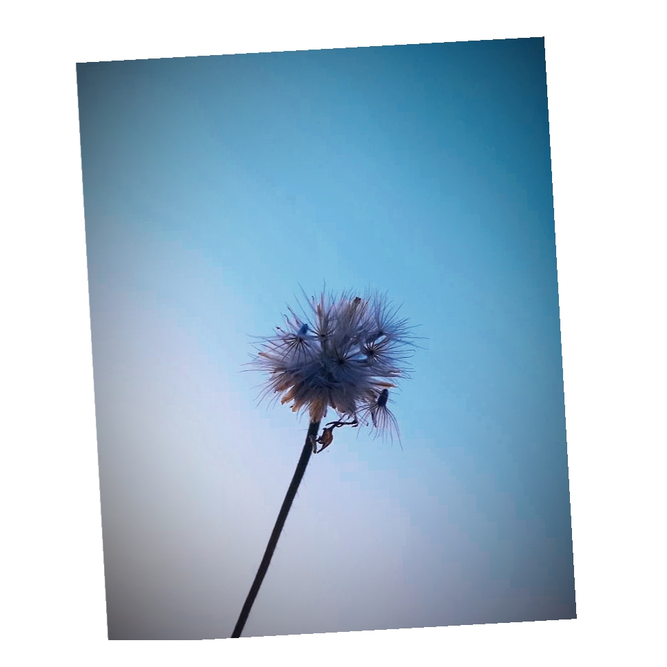Minimalist Seed Head Against Blue Sky