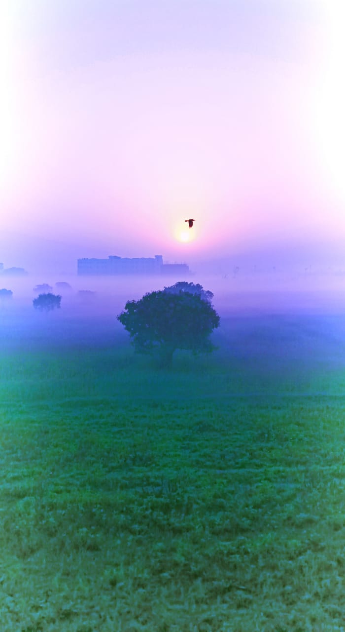 Sunrise/Sunset Over Misty Field with Flying Bird