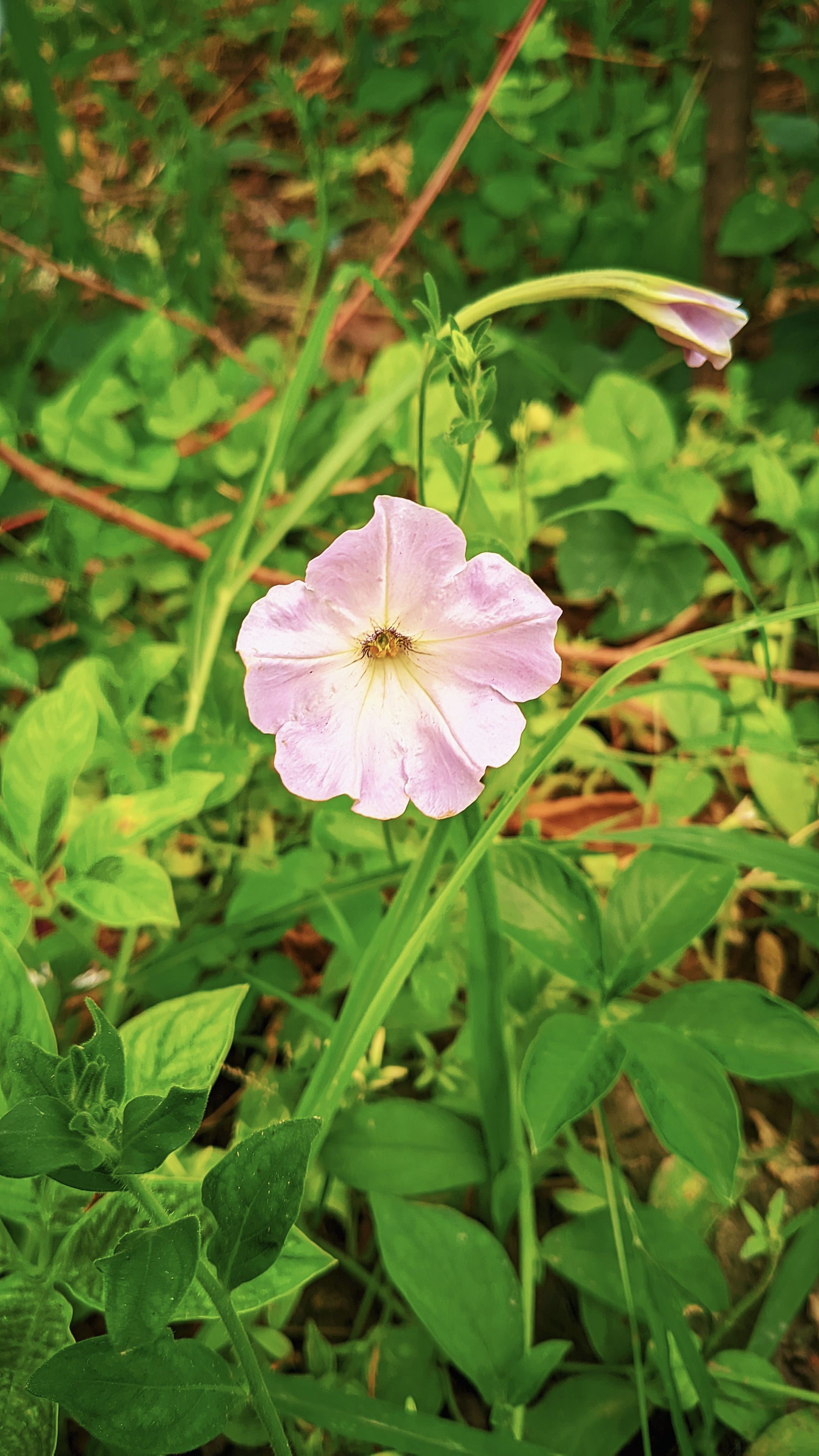 Pale Pink Petunia Flower in a Wild Garden