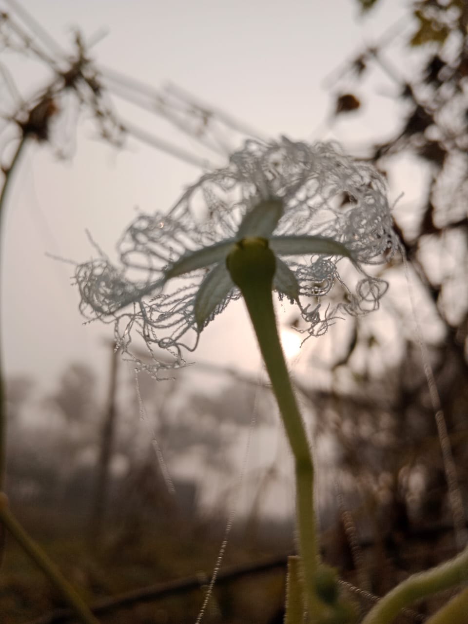 Close-up of Fringed Gourd Flower Covered in Dew or Frost