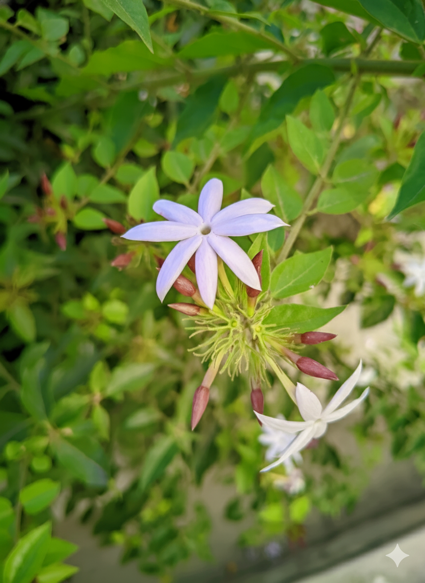 Delicate Jasmine Bloom