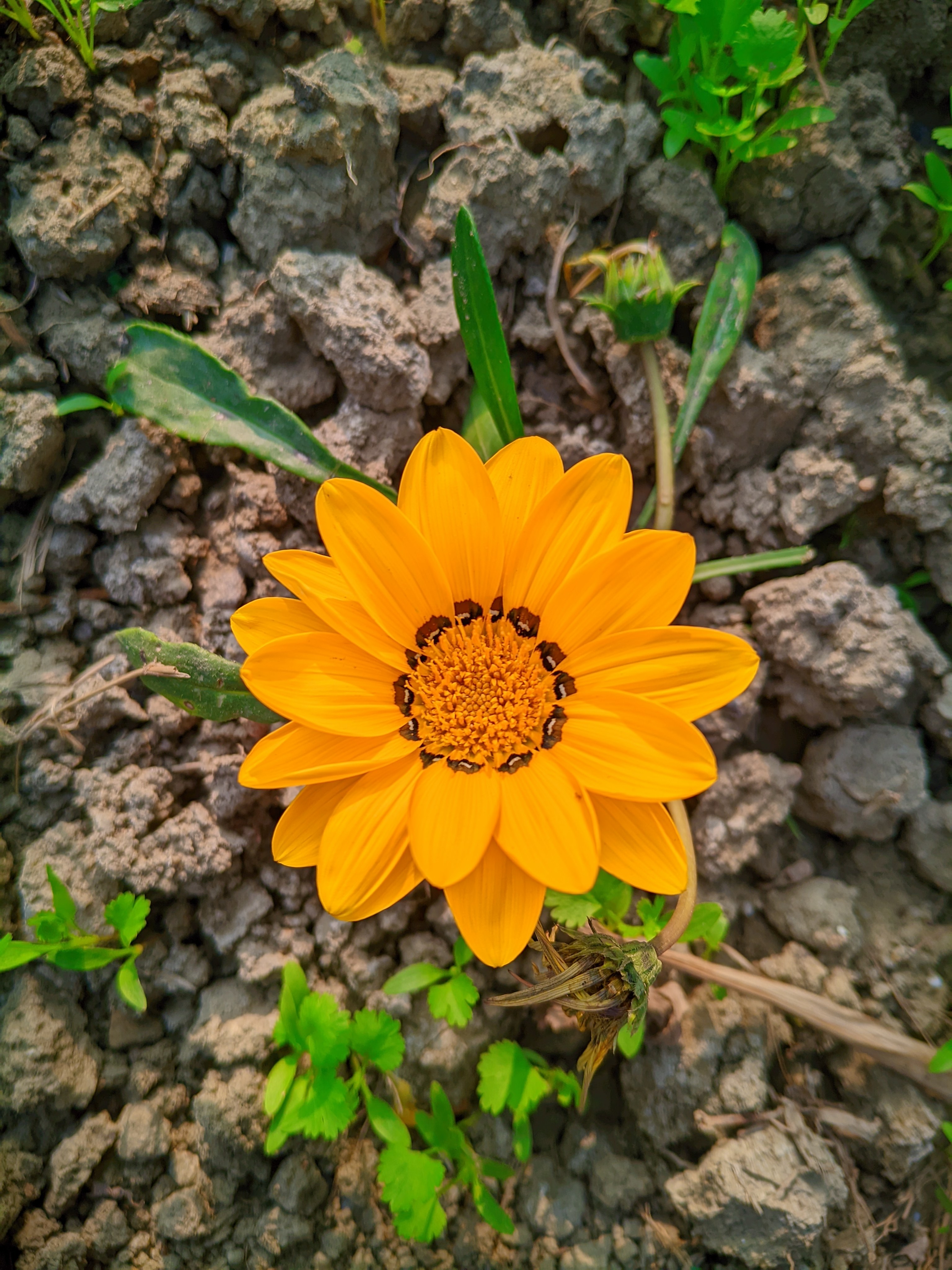 Best flower in winter season 😍 😍