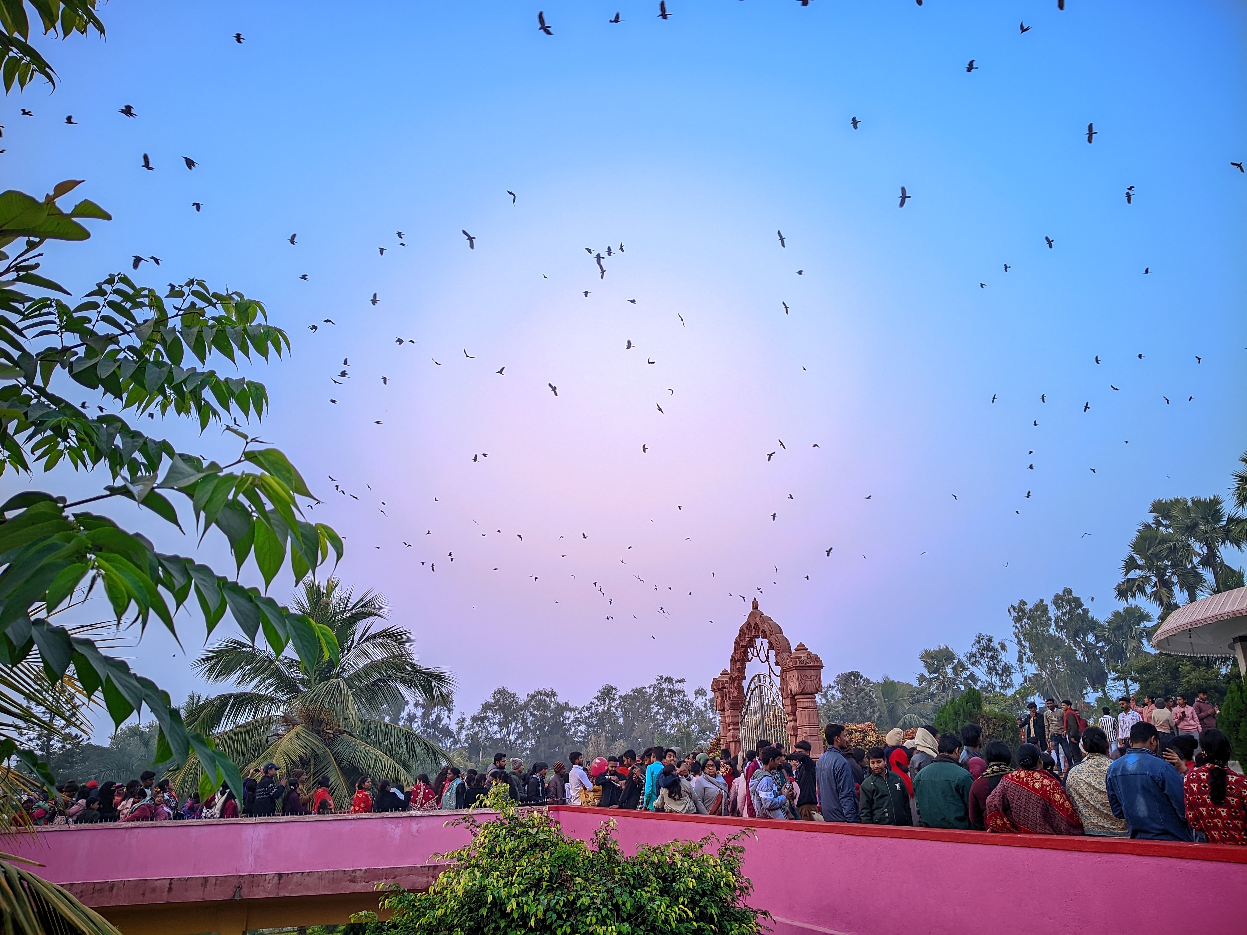 Massive Flock of Birds Soaring Over Crowd at Twilight
